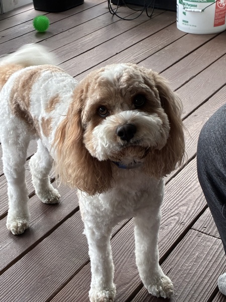 Entry image for Rusty. Clicking this image will show a larger photo