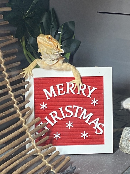 Entry image for Mushu. Clicking this image will show a larger photo