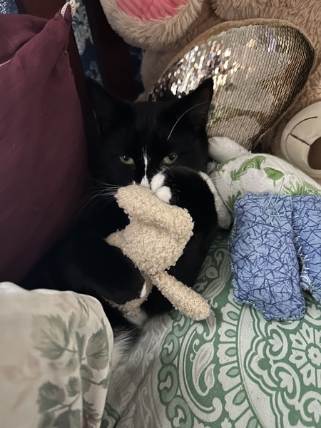 Entry image for Luna . Clicking this image will show a larger photo