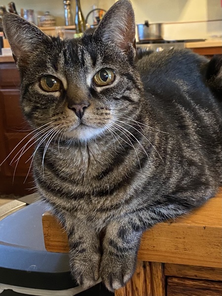 Entry image for Bear. Clicking this image will show a larger photo