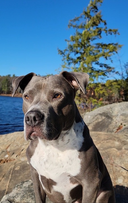 Entry image for Gunner. Clicking this image will show a larger photo