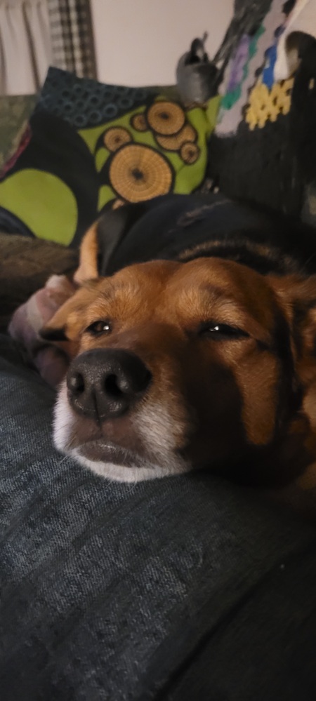 Entry image for Zelda. Clicking this image will show a larger photo