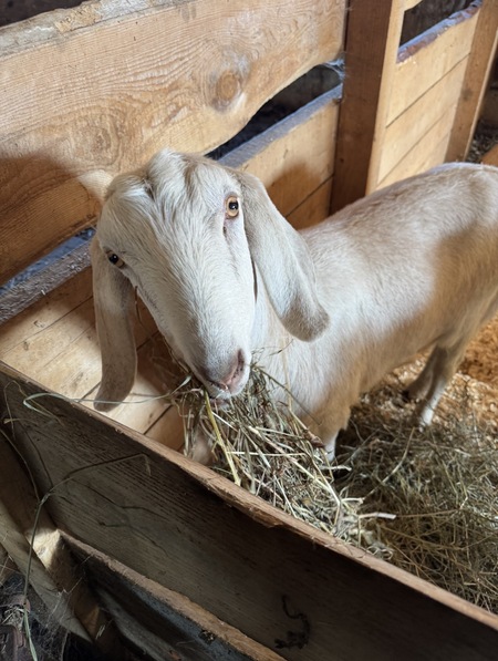 Entry image for Sergeant Buttersworth. Clicking this image will show a larger photo