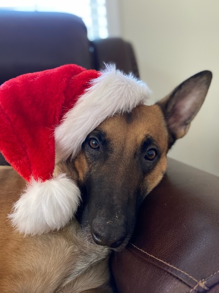 Entry image for Nero. Clicking this image will show a larger photo