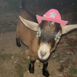 Entry image for Honey 