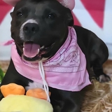 Entry image for Diamond 