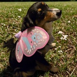 Entry image for Gypsy 