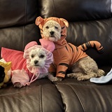 Entry image for Marley, Bella, Oadey, Callie