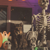 Entry image for Arya