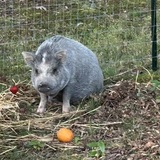 Entry image for Lucy 