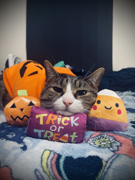 Entry image for Jasper . Clicking this image will show a larger photo