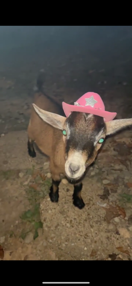 Entry image for Honey . Clicking this image will show a larger photo