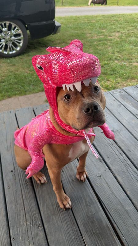 Entry image for Suki. Clicking this image will show a larger photo