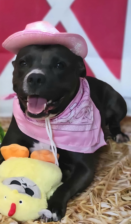 Entry image for Diamond . Clicking this image will show a larger photo