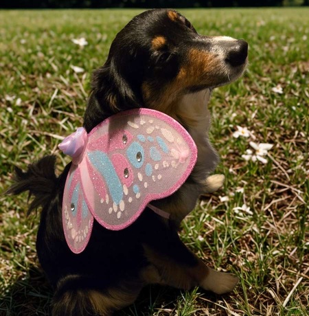 Entry image for Gypsy . Clicking this image will show a larger photo