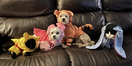 Entry image for Marley, Bella, Oadey, Callie. Clicking this image will show a larger photo