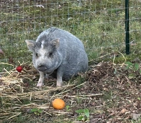 Entry image for Lucy . Clicking this image will show a larger photo