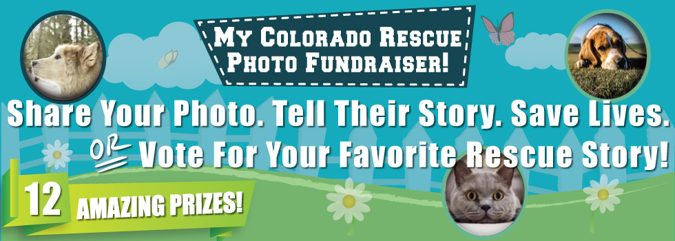 Banner for My Colorado Rescue Photo Fundraiser