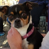 Entry image for Tinkerbell