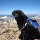 Entry image for Tucker