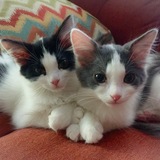 Entry image for Gypsy and Gia