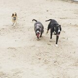 Entry image for Aspen, Lucy & Diesel