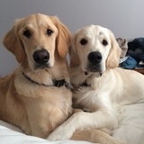 Entry image for Moose & Woody