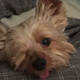Entry image for Georgie