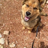 Entry image for Gracie
