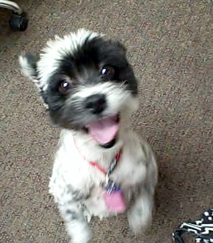 Entry image for Maizy. Clicking this image will show a larger photo