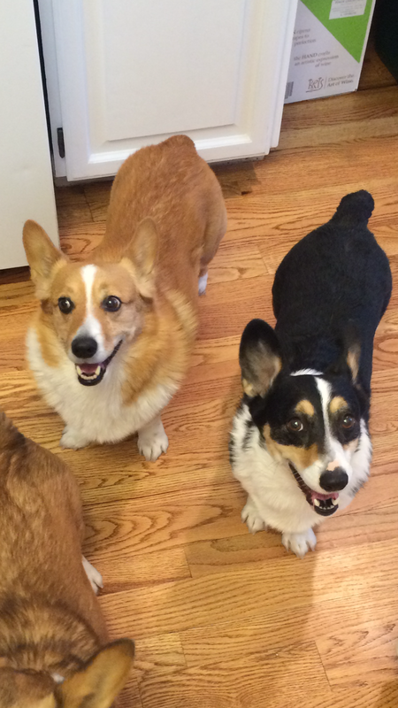 Entry image for Marco and Buddy. Clicking this image will show a larger photo