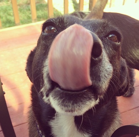Entry image for Lulu. Clicking this image will show a larger photo