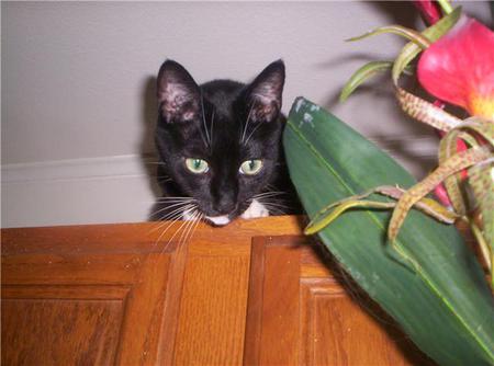 Entry image for Tasha. Clicking this image will show a larger photo