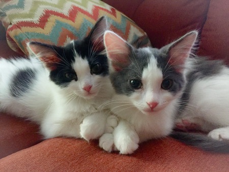 Entry image for Gypsy and Gia. Clicking this image will show a larger photo