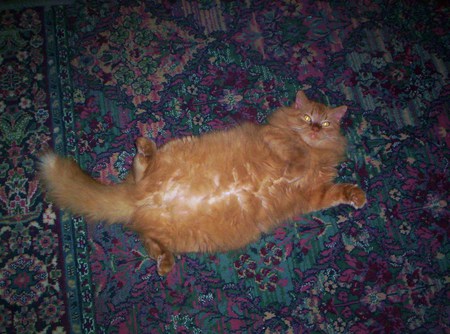 Entry image for Apollo (Poofer). Clicking this image will show a larger photo