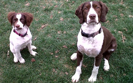 Entry image for Sundance & Cassidy. Clicking this image will show a larger photo