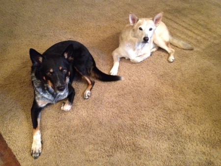 Entry image for Sprocket and Oakley. Clicking this image will show a larger photo