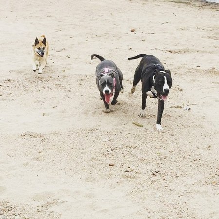 Entry image for Aspen, Lucy & Diesel. Clicking this image will show a larger photo