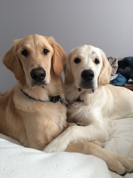 Entry image for Moose & Woody. Clicking this image will show a larger photo