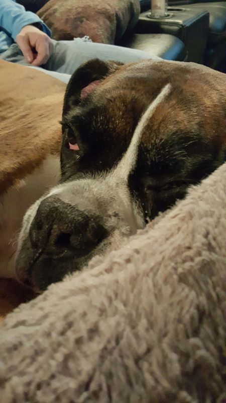 Entry image for Tyson. Clicking this image will show a larger photo
