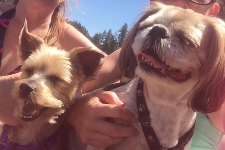 Entry image for Koda and Beeshie. Clicking this image will show a larger photo