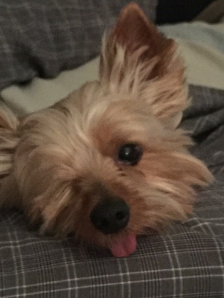 Entry image for Georgie. Clicking this image will show a larger photo