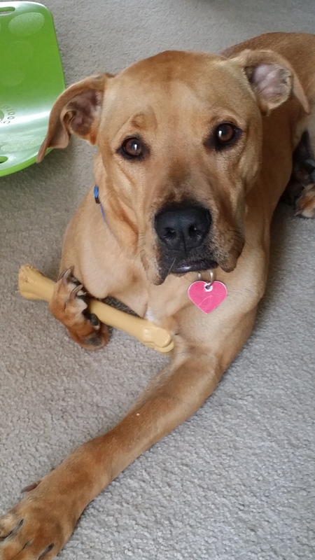 Entry image for Cooper. Clicking this image will show a larger photo