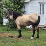 Entry image for El Dorado