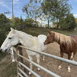 Entry image for Silver and Cajun