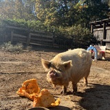 Entry image for Bruno