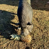 Entry image for Snortamur