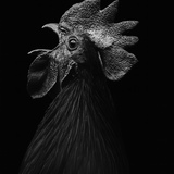 Entry image for Bart