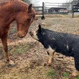 Entry image for Braveheart and Blossom 