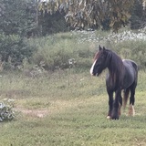 Entry image for Bravo